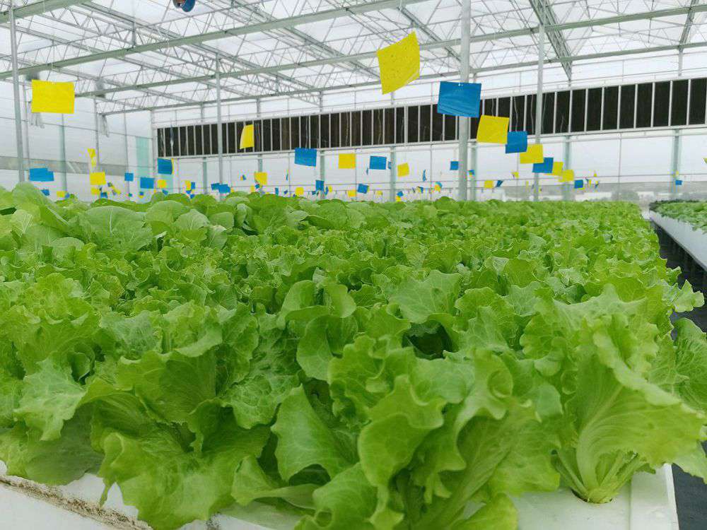 2019年营业部旅行植物农场_asiagame集团