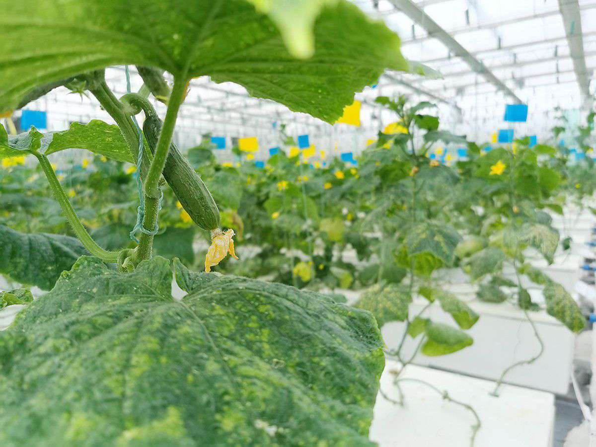 2019年营业部旅行植物农场_asiagame集团